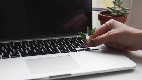 Laptop Keyboard with Plant Growing on It alt