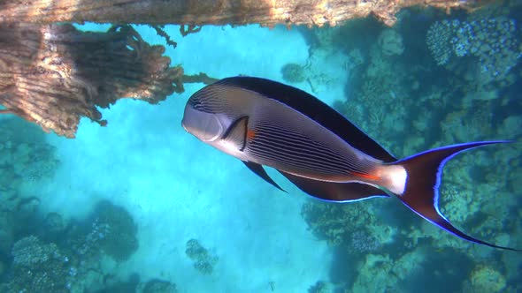 Arabian Surgeonfish (Acanthurus Sohal) in Red Sea swimming near old rope.