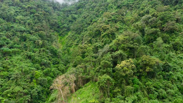 The Mountain Range Is Covered with Evergreen Rain Forest alt