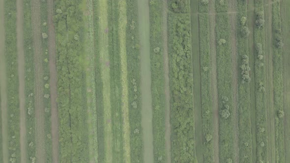 Aerial drone view flight over different agricultural fields sown in Samegrelo, Georgia alt