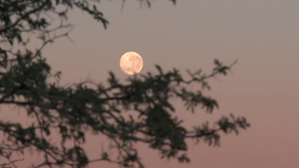 Timelapse of Moon Going Down