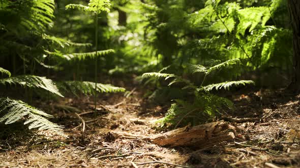 Forest floor at sunrise