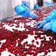 Cherry in sorting process. Red ripe cherries on a wet conveyor belt in a packing warehouse - VideoHive Item for Sale