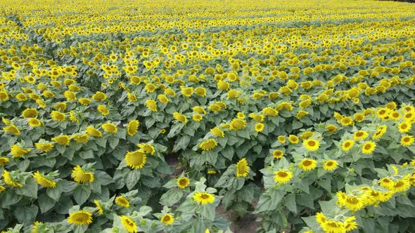 Field with Sunflowers in Summer Aerial View alt