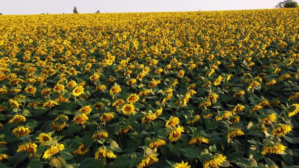 Aerial Drone View Flight Over Field with Ripe Sunflower Heads at Dawn Sunset alt