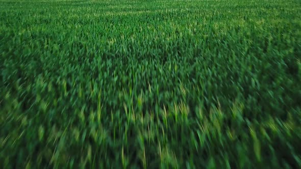 Aerial View of a Green Corn Field alt