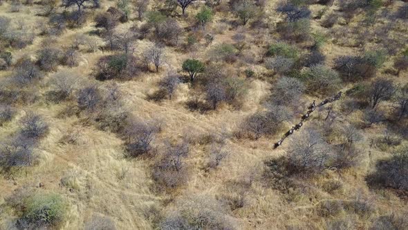 Blue wildebeest running through trees in arid Botswana savanna, AERIAL TOP VIEW alt