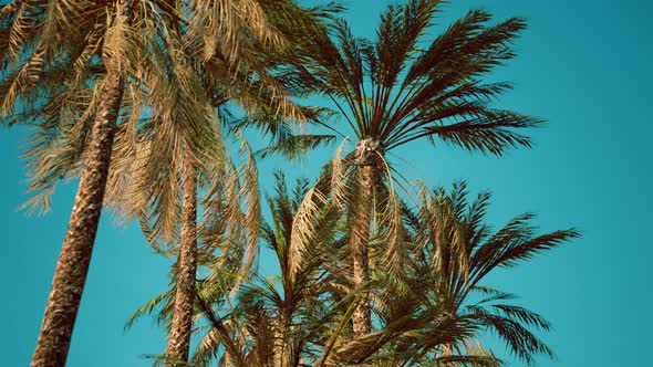 View of the Palm Trees Passing By Under Blue Skies alt