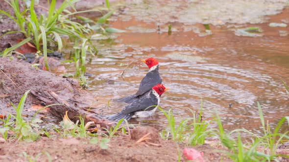 Two red crested cardinals taking a bath alt