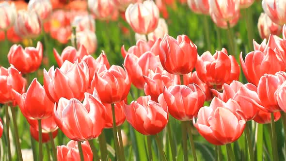 Red and White Tulips 