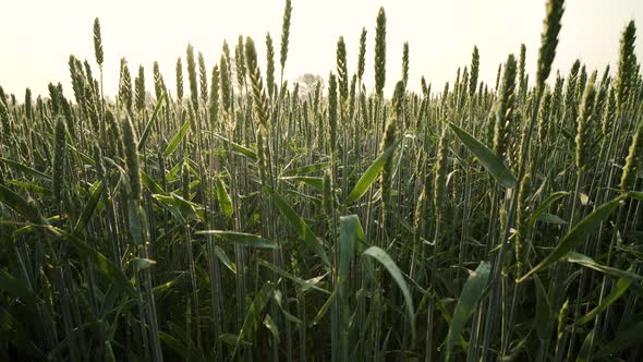 Young crop shoots at sunrise 