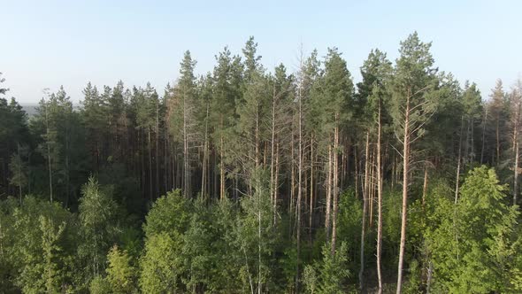 Pine forest - sideways flight alt