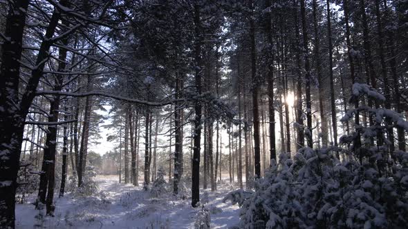Frosty sunny winter landscape in snowy pine forest
