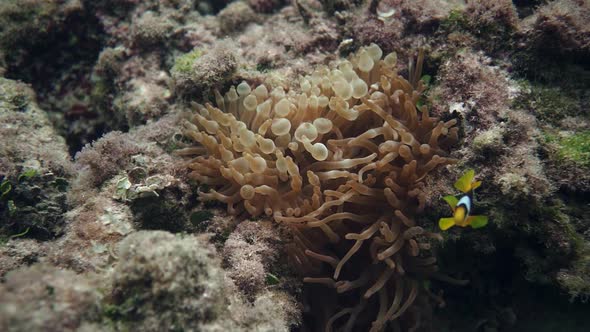 Anemone of the Red Sea