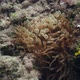 Anemone of the Red Sea - VideoHive Item for Sale