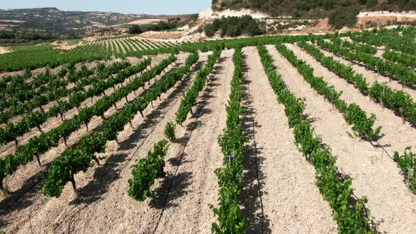 Drone Flying Over Wine Grapes Plantation in Cyprus on Sunny Summer Day alt