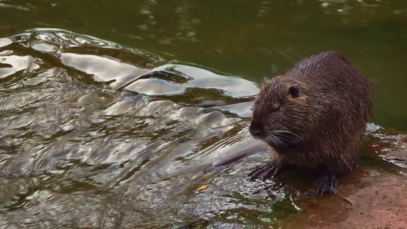 Water Rat in River alt