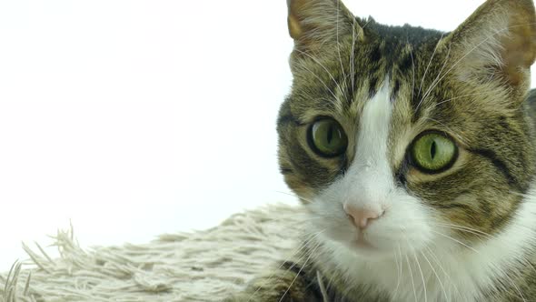 Striped cat looks at the camera in surprise.