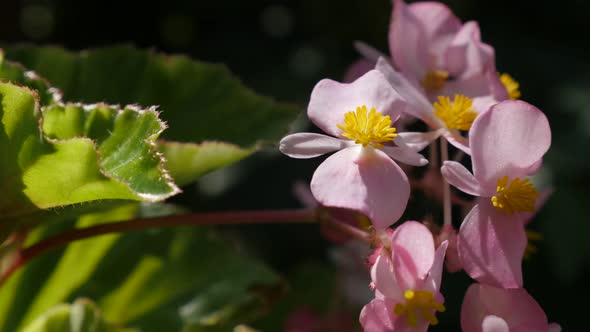 Wax begonia hidden in the garden pink  flower buds  natural 4K 3840X2160 30fps UltraHD footage - Beg