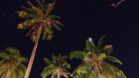 A time-lapse view of palm trees and starry sky