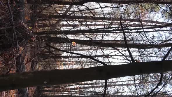 Vertical Video of the Forest on an Autumn Day Slow Motion alt