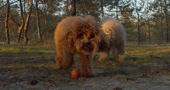 Poodle dogs play with a ball in the forest.