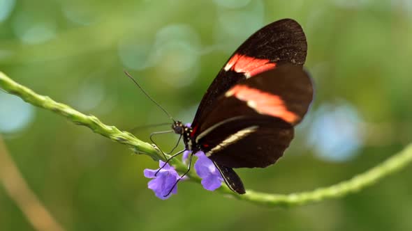 Tropical Butterfly Sitting on a Flower Sucking Nectar and Spreading Its Wings. Slow Motion Shot alt
