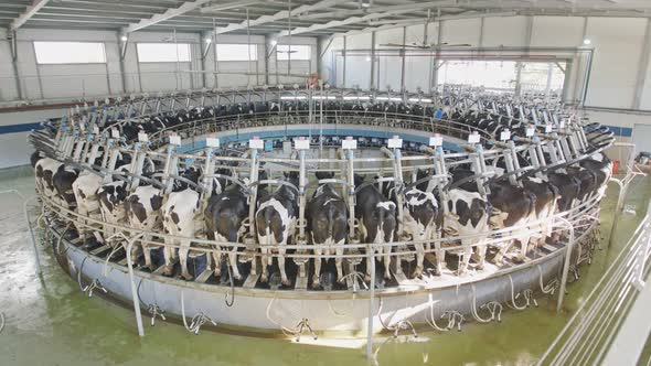 Cows during milking on a rotary milking parlor in a large dairy farm ...