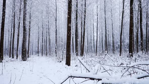 Forest in the Snow