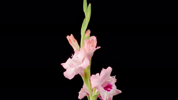 Time lapse of Opening Pink Gladiolus Flower alt