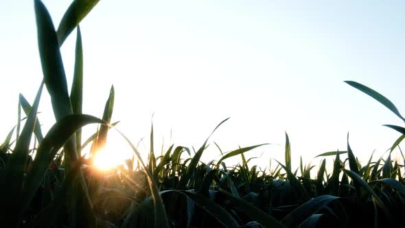 Green Young Wheat Field