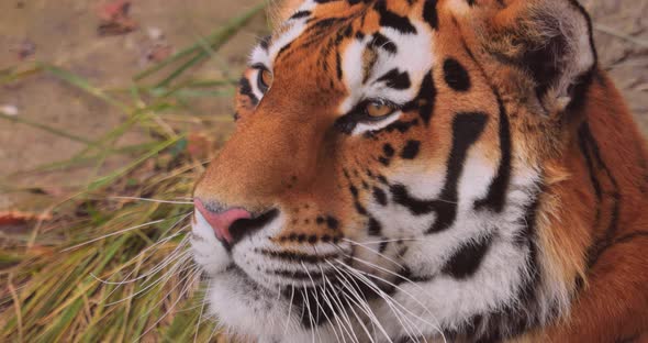 Siberian Tiger Close Up. The Siberian Tiger Was Also Called Amur Tiger, Manchurian Tiger, Korean alt