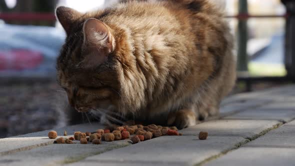 Hungry Homeless Striped Cat Eatsdry Food Outside