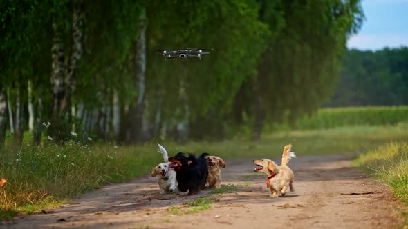Dog jumping to drone. Playful puppies trying to catch drone alt