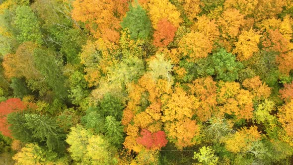 Autumn Landscape of the Autumn Bright Multi-colored Trees, Green, Orange and Reddish Tint alt
