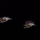 Asian Vultures - Himalayan Griffons - Two Birds - Flying Transition - Alpha Channel - VideoHive Item for Sale