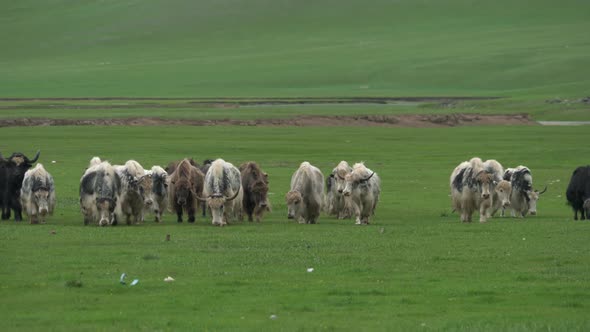 Herd of Long-Haired Yak Flock in Asian Meadow alt