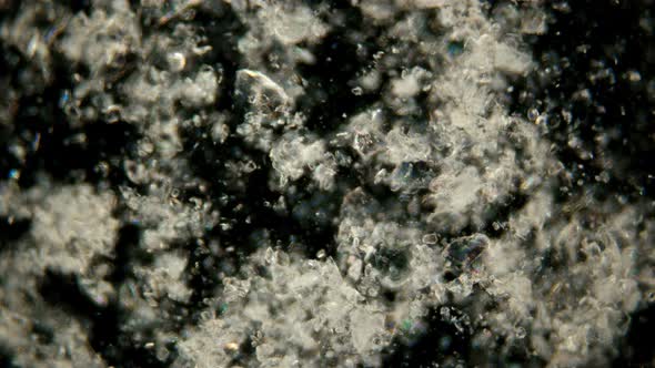 the Motion of Scorbutus Crystals Under a Microscope, an Alcoholic Solution of Ascorbic Acid alt