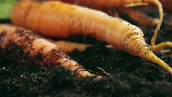 Harvest Ripe Carrots Lying on the Ground
