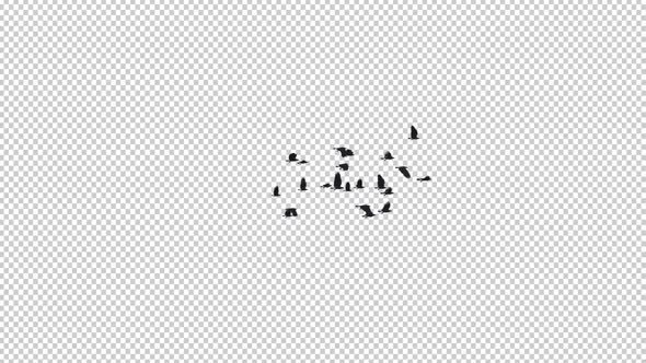 22 Black Birds - Flying Transition III