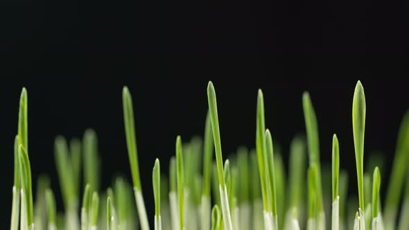 Growing Green Barley Grass