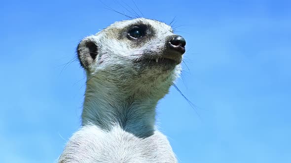 Portrait of a meerkat on a blue sky background