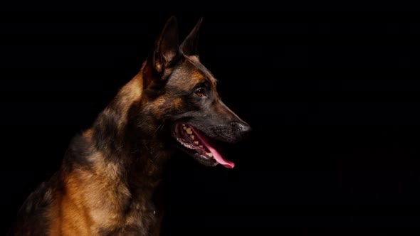 Shorthair Brown Malinois Bard Dog Catching Yellow Ball on Black Background alt