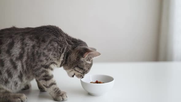 Cute Little Gray Kitten Eating Food From a Bowl