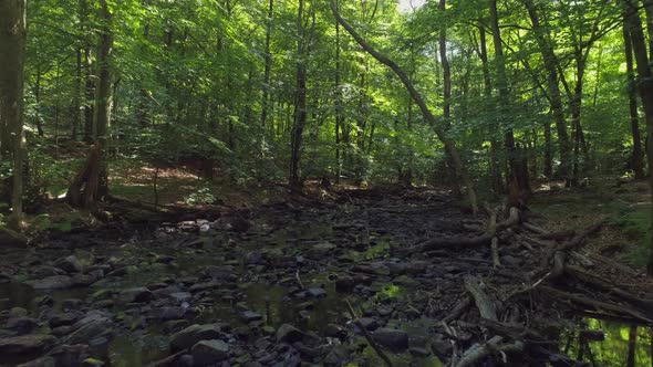 Flying Over River in Deciduous Forest