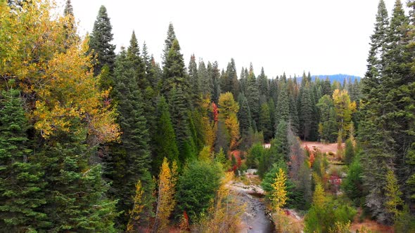 Low-level aerial shot flying through a forest with autumn colors and creek flowing in the background alt
