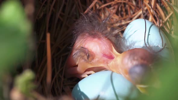 Extreme close up of newborn baby bird moving around its nest alt