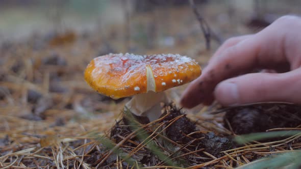 Close Up of Hand Picks a Fly Agaric Mushroom in the Forest