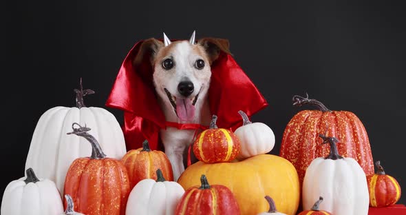 Dog in Halloween Red Costume Black Background alt