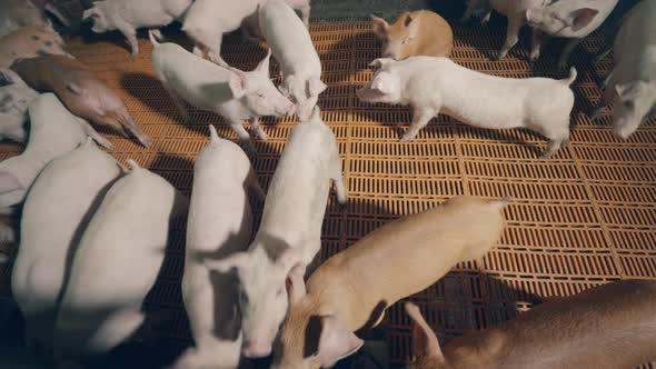 Top View of the Piggies Roaming in the Farm Cote alt